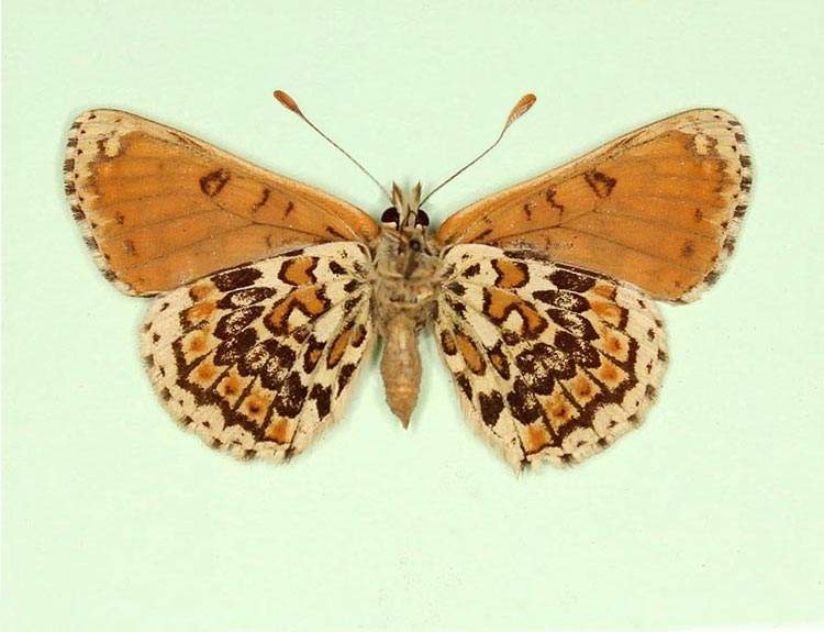 Melitaea cinxia female (aberrant form wittei) (Internet Image property of respective owner, non-commercial use only)